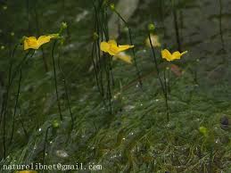 Image result for Utricularia gibba