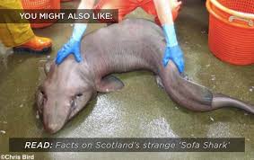 Here is what the blobfish really looks like, before somebody took him to the surface and snapped an. Blobfish Might Be A Gooey Mess Out Of Water But Check Out A Living One Video Wtf Earth Touch News