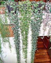 60 Indoor Decorative Plants To Bring Freshness Hanging Plants Outdoor Plants Hanging Plants