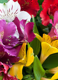 Meaning of a flower | the secret language of flowers these pictures of this page are about:flowers that mean friendship. Alstroemeria Meaning Alstroemeria Flower Colour Meaning