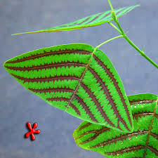 Image result for Fuirena obcordata