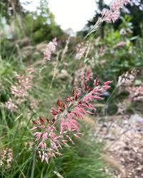 Image result for Melinis nerviglumis