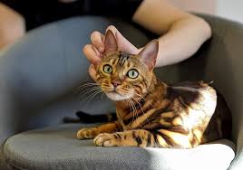 Free for commercial use no attribution required high quality images. Bengal Cats Breed Information Types Personality Feeding And Health