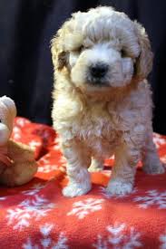 Willis graber first began breeding dogs in 2018 and today specializes in raising labradoodle puppies for sale. Labradoodle Breeder Los Angeles Ca Puppies For Sale In Ca