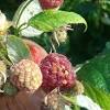 Biological methods of root rot control were compared to the conventional chemical fungicide (ridomil) to provide all growers with a means to compare the table 6. Https Encrypted Tbn0 Gstatic Com Images Q Tbn And9gcs3tleryanfgvx Xam1yegkqxnw Xz7p 24gsoql9xtvqtjxmmk Usqp Cau