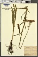 Image result for Cirsium  buchwaldii