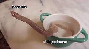 Heck This Snek Know Your Meme