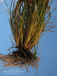 Image result for Eragrostis tenuifolia