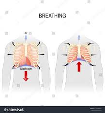 These symptoms can range from mild to severe, depending on the underlying cause. Breathing Movement Of Ribcage During Inspiration And Expiration Diaphragm Functions Enlarging The Cavity Creates Suction Creative Icon Rib Cage Inspiration
