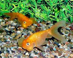 Most young moor under 30 days old are quite bronze with normal eyes, but from five or six. Bubble Eye Goldfish Water Bubble Eye Goldfish Information Care And Pictures