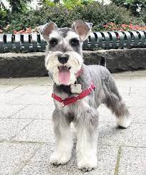 Happy And Stunning Mini Schnauzer Schnauzer Puppy Schnauzer Dogs Mini Schnauzer