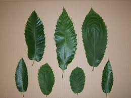 Composting leaves, especially tree leaves is great for both your compost and your garden. Plantfiles Pictures Castanea Species Spanish Chestnut Sweet Chestnut Castanea Sativa By Resin