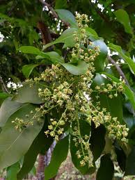 Image result for Stadmannia