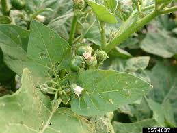 Image result for Solanum aethiopicum