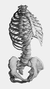 You will be taken to the process of drawing and sculpting the human anatomy and by. Pin By Beckie Palmer On Random Human Anatomy Art Skeleton Drawings Human Anatomy Drawing
