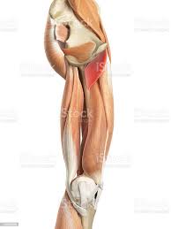 El Musculo Pectineo Foto De Stock Y Mas Banco De Imagenes De Anatomia Istock