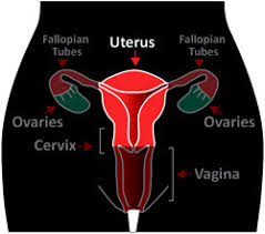 Increased exposure to hormones, such as estrogen increased number of ovulations ovulation occurs when the ovary releases eggs. Can You Get Uterine Cancer After Menopause