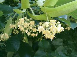 Maybe you would like to learn more about one of these? Alberi Da Fiore Da Giardino Piante Da Giardino Alberi Con Fiore Per Il Giardino