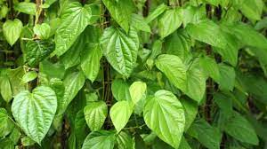 Manfaat daun sirih bagi wanita setelah melahirkan. 7 Manfaat Daun Sirih Bagi Wanita Yang Belum Menikah Bagi Kesehatan Reproduksi Hamil Co Id