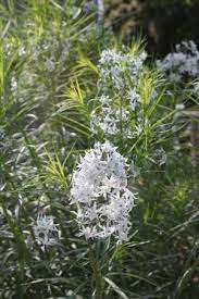 Check spelling or type a new query. Amsonia Hubrichtii Halfway To Arkansas Stiff Blue Star