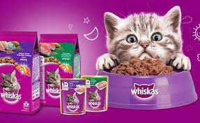 Meskipun di indonesia popularitasnya masih kalah dengan persia maine coon dikenal berasal dari negara bagian maine, amerika serikat. Jenis Makanan Kucing Besar