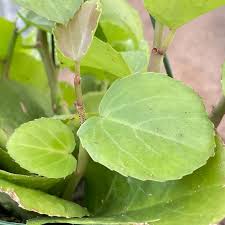 Image result for Cissus
