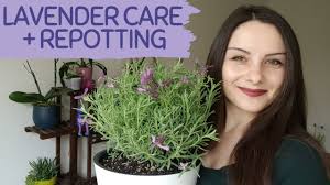 They all came from the same nursery and were planted at the same time, 6 mo ago. How To Take Care After Lavender Repotting Lavender Youtube
