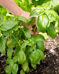 Basil plants like a good amount of sun. How To Grow Basil How To Recipes A Couple Cooks