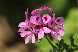 Image result for Pelargonium domesticum round-leaved bushy