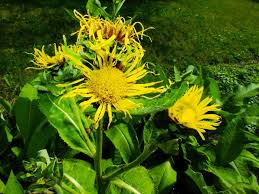 Image result for Inula