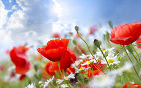 Download hd wallpapers for free on unsplash. Summer Flower Wallpapers Top Free Summer Flower Backgrounds Wallpaperaccess