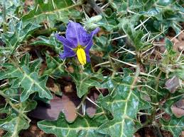 Image result for Solanum torreanum