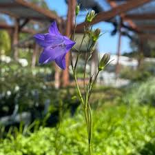 Image result for Carvalhoa campanulata