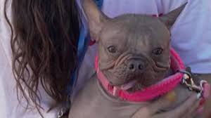 Ugliest Dog Contest in California