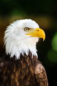 Maybe you would like to learn more about one of these? 700 Best Eagle Photos 100 Free Download Pexels Stock Photos