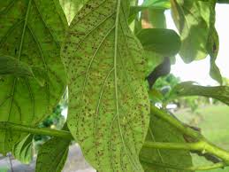 Avocado Trees Spots On The Leaves Garden Guy Hawaii