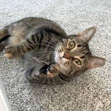 Image result for tbn:XlKqJDikDsTDFM::i132.photobucket.com/albums/q36/queen-elarab/cats/22.jpg