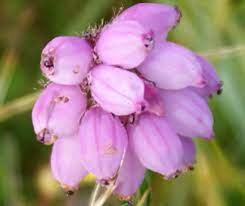 Pin By Milena On E Flowers Heather Flower Scottish Flowers Flowers
