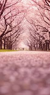 Hd Wallpapers For Iphone 7 Rose Gold Gadget Literature Meaning Tree Wallpaper Nature Photography Beautiful Wallpapers