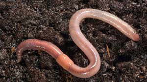 In this article we will discuss about the external and internal anatomy of earthworm. If Non Labelled Diagram Of Earthworm Is Given Then Which Speacial Character Must Be Shown To Include Brainly In
