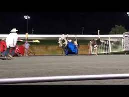 Camel, ostrich & zebra racing. Ocean Downs Ostrich Race Youtube