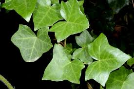 Image result for Astropanax goetzenii