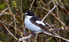 Ce dessin a été mis à la disposition des internautes le 07 février 2106. Le Gobemouche Noir Petit Oiseau Noir Et Blanc