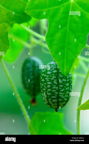 Image result for Zehneria scabra