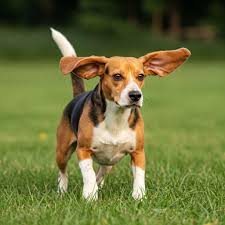 Image result for Harrier dog