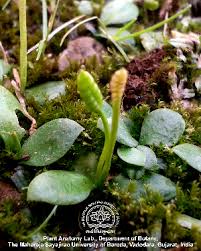 Image result for Ophioglossum reticulatum