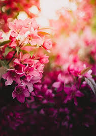 Maybe you would like to learn more about one of these? About Plants And Answers Florist Greensboro Nc Florist
