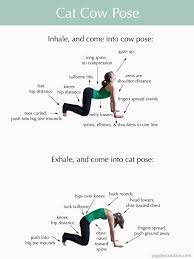 Cat pose and cow pose are different but they are paired together. How To Do Cat Cow Pose Cat Cow Yoga Pose Cat Cow Pose Cow Pose