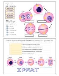 Animal cell structures and functions drag the labels. Mitosis Drag Drop