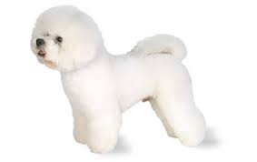 Small dog bichon frise clothes clothing costume winter warm apparel hoodie. Bichon Frise Dog Breed Information Pictures Characteristics Facts Dogtime